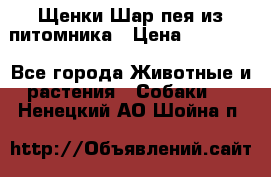 Щенки Шар пея из питомника › Цена ­ 25 000 - Все города Животные и растения » Собаки   . Ненецкий АО,Шойна п.